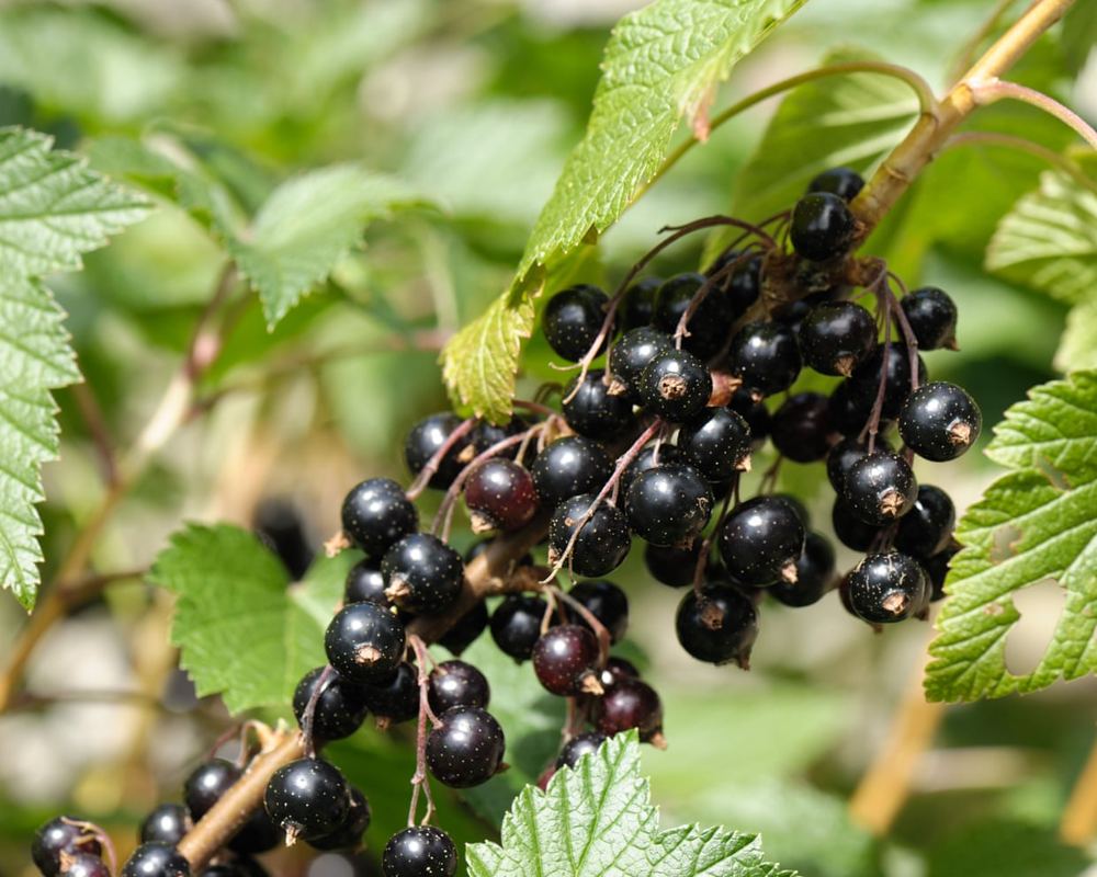 Ribena owner Suntory invests £200,000 to shield UK blackcurrant crops from climate stress
