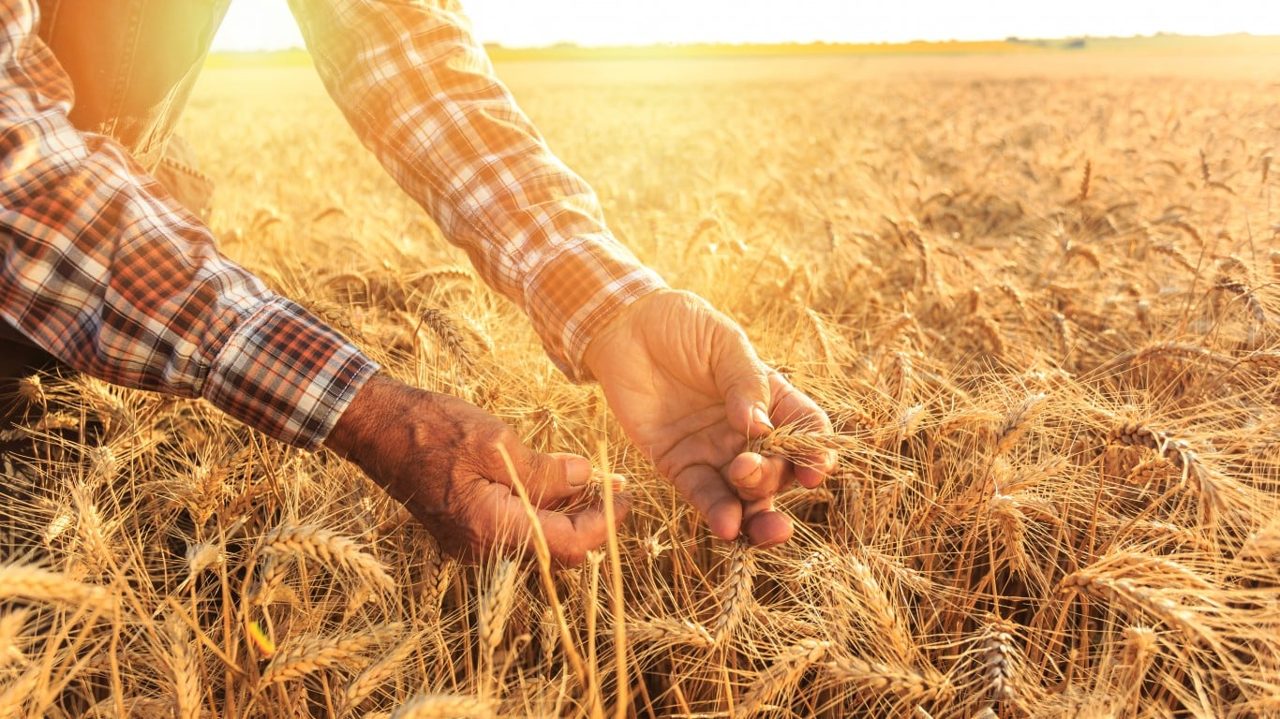 His Crop Export Buyer Vanished. The Trade That Saved His Farm Could Pause His Social Security Checks.