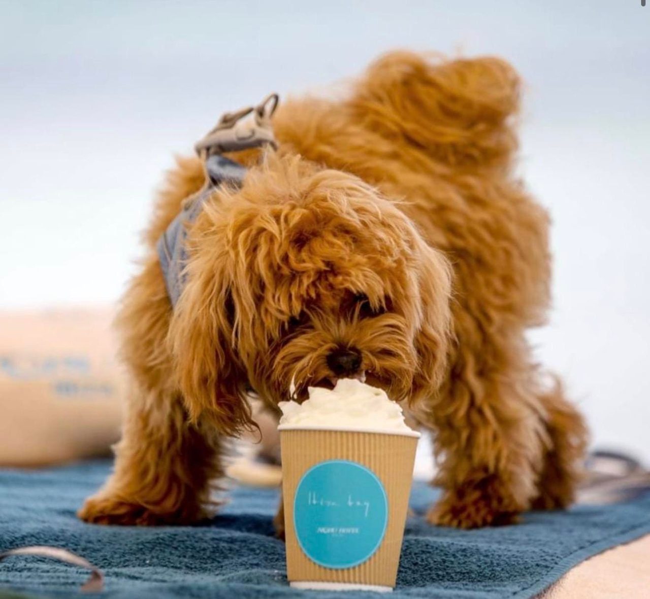 The $20 Billion Business Of Resort Anthropomorphism