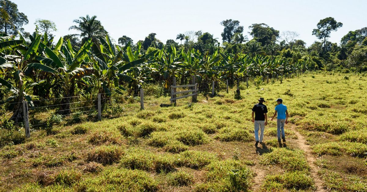Brazil's $18bn farm loans flagged for deforestation alerts