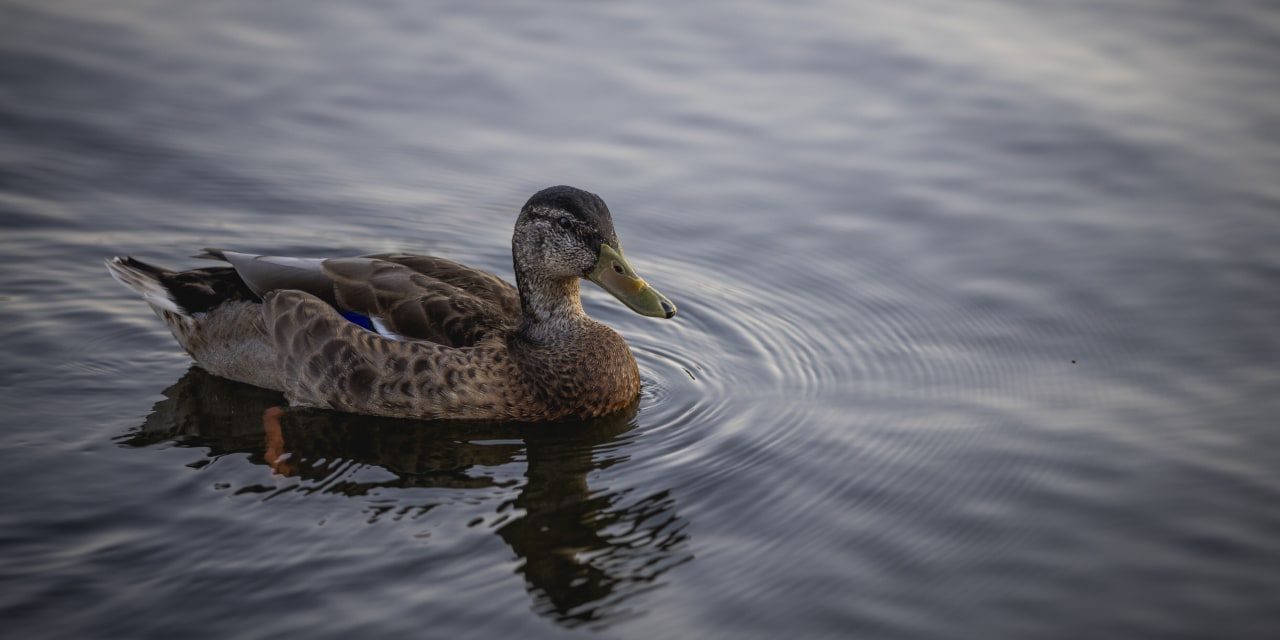 Something Weird Is Happening Beneath the Stock Market’s Surface