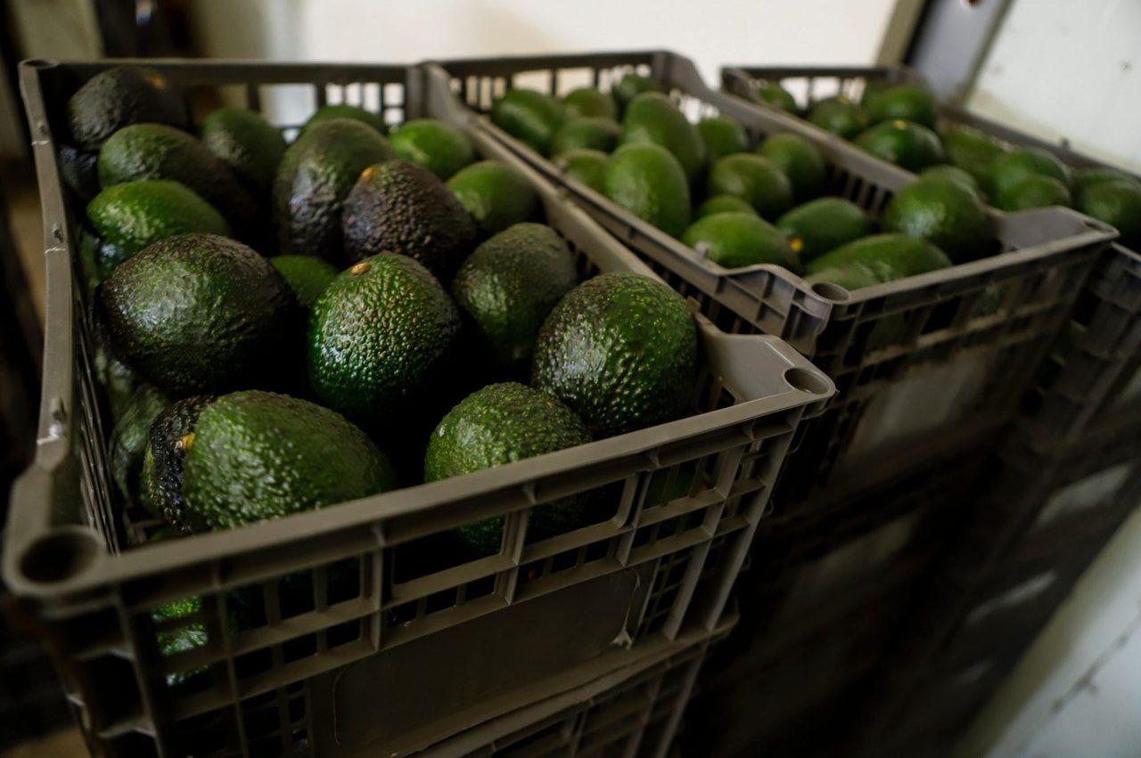 America's appetite for avocados threatened as $5 million capture of 'El Poncho' threatens $3.65 billion market