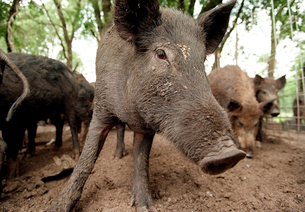 Feral hogs are running wild in 35 states and the Senate is debating whether to triple funding