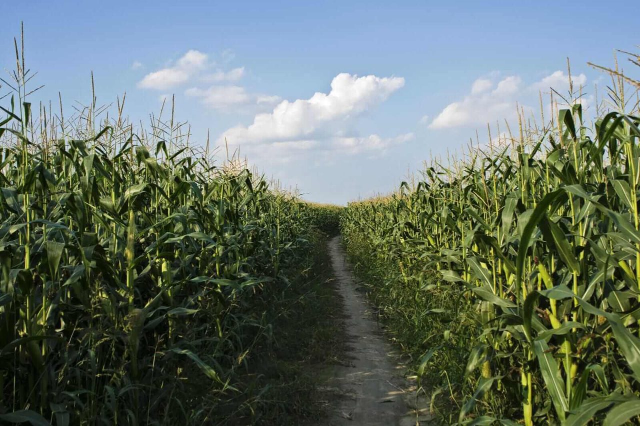 Corn Rallies into Friday’s Close Following Week of Weaker Tour Yields