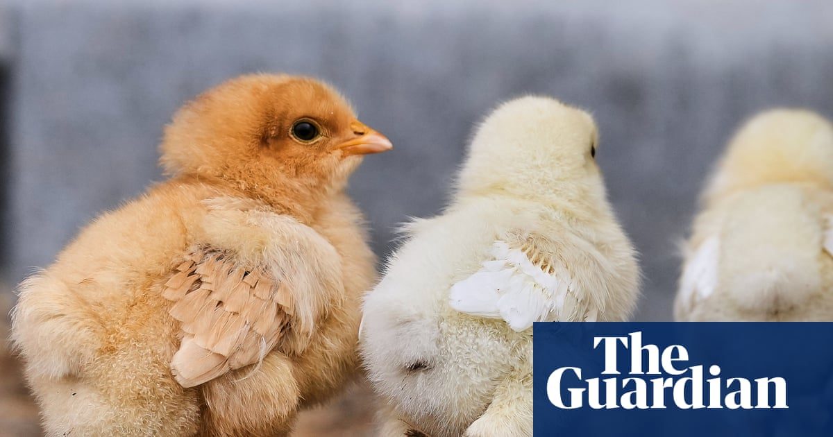 Chicken farms and the reality of food production in Britain | Letters