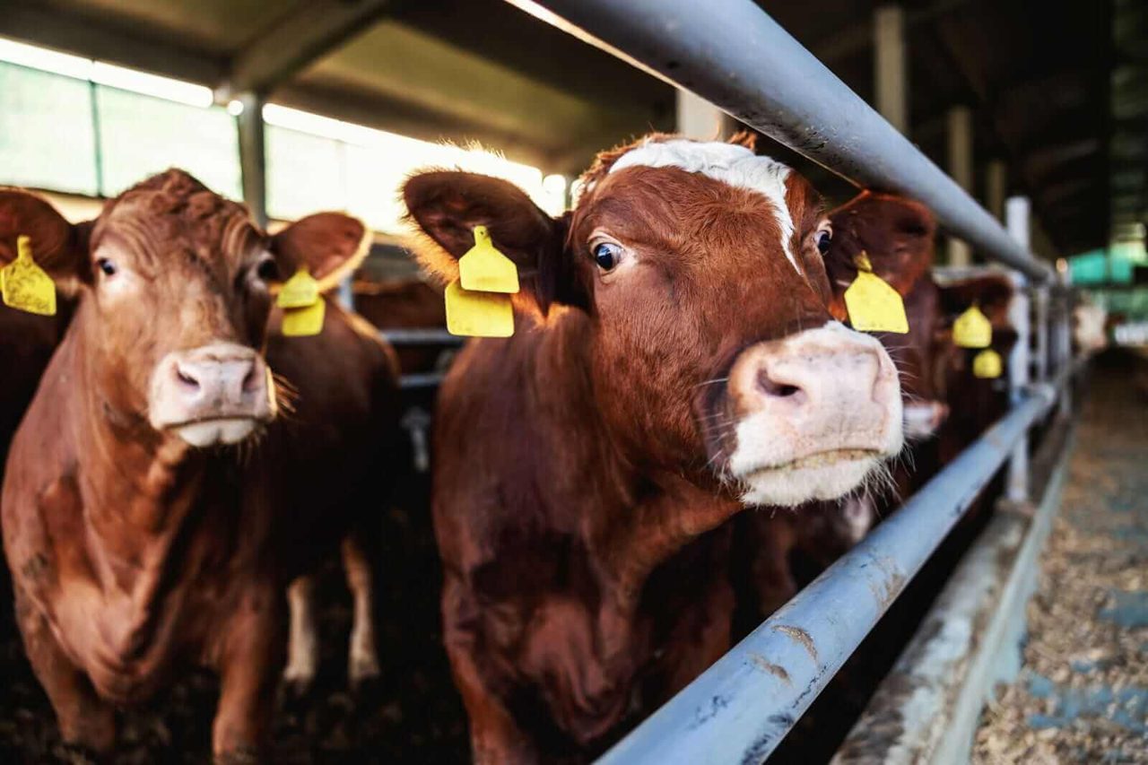 Get Ready for Cattle Prices to Keep Falling as Crude Oil Pops Higher