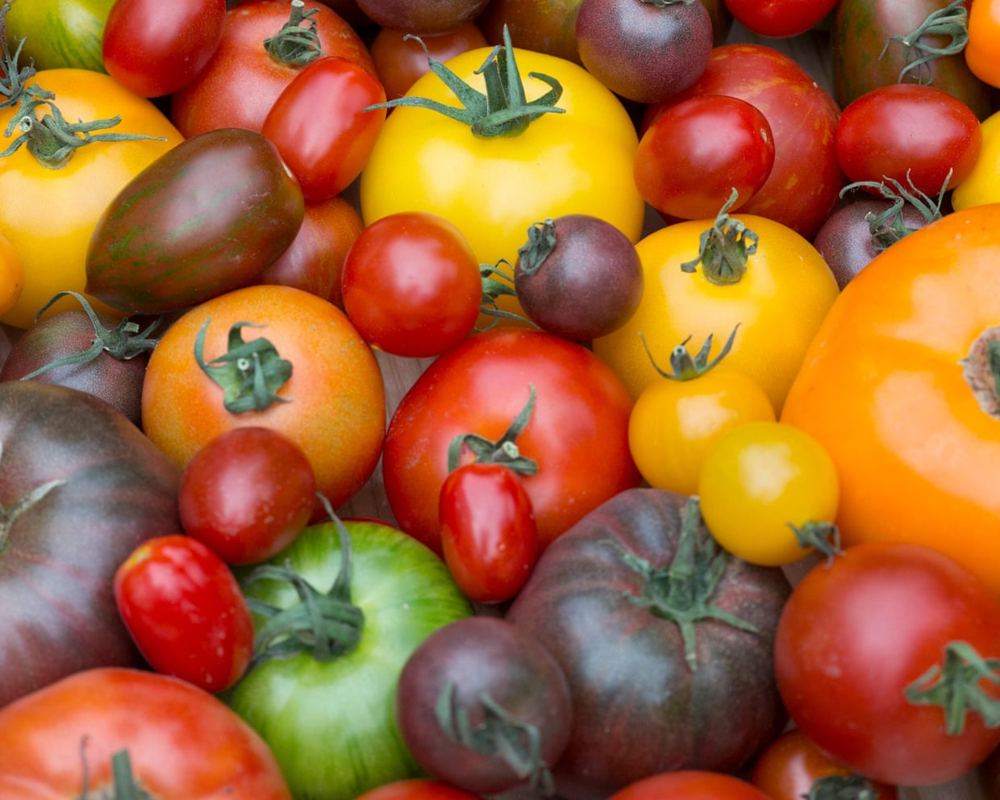 UK growers push premium tomatoes to drive £1bn market growth