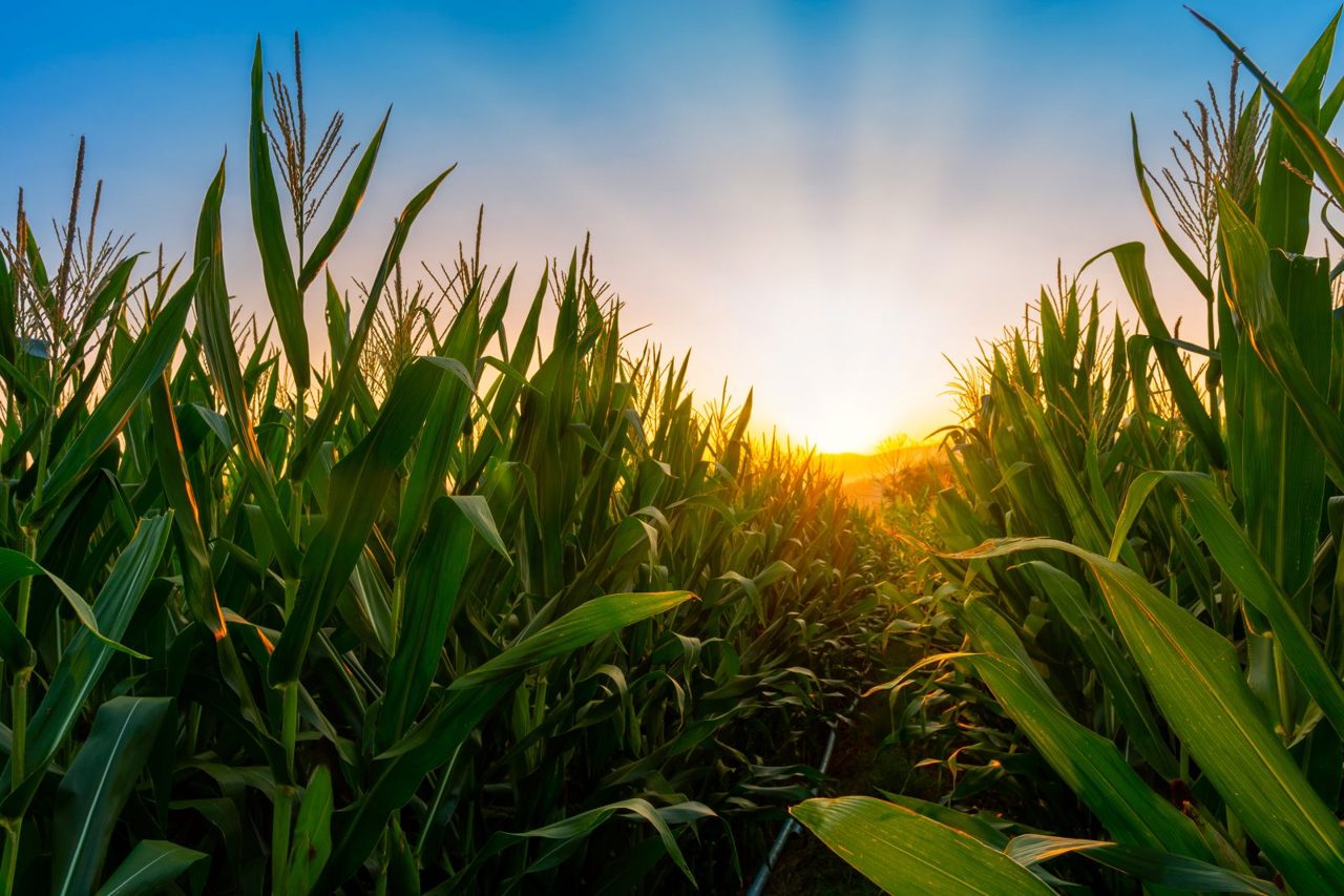 Corn Continues to Coil Ahead of USDA Data
