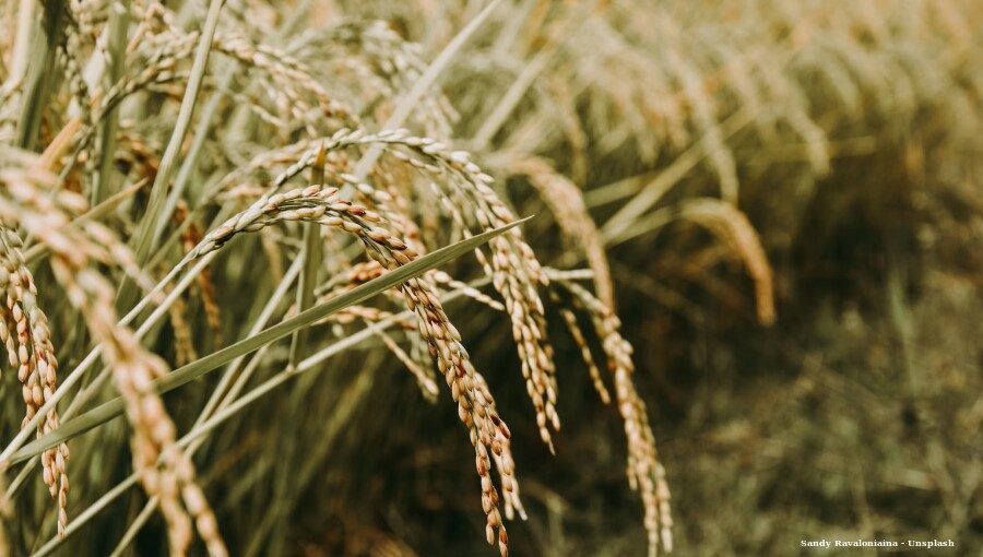 Japan plans rice buyback as surplus grows and prices slide