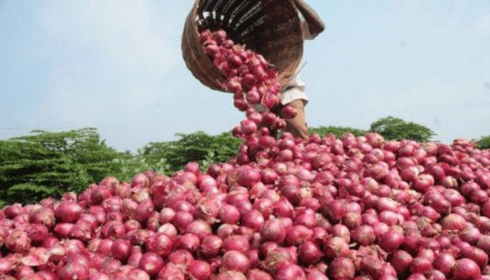 Nigeria’s N945bn onion industry at risk over export suspension to Ghana