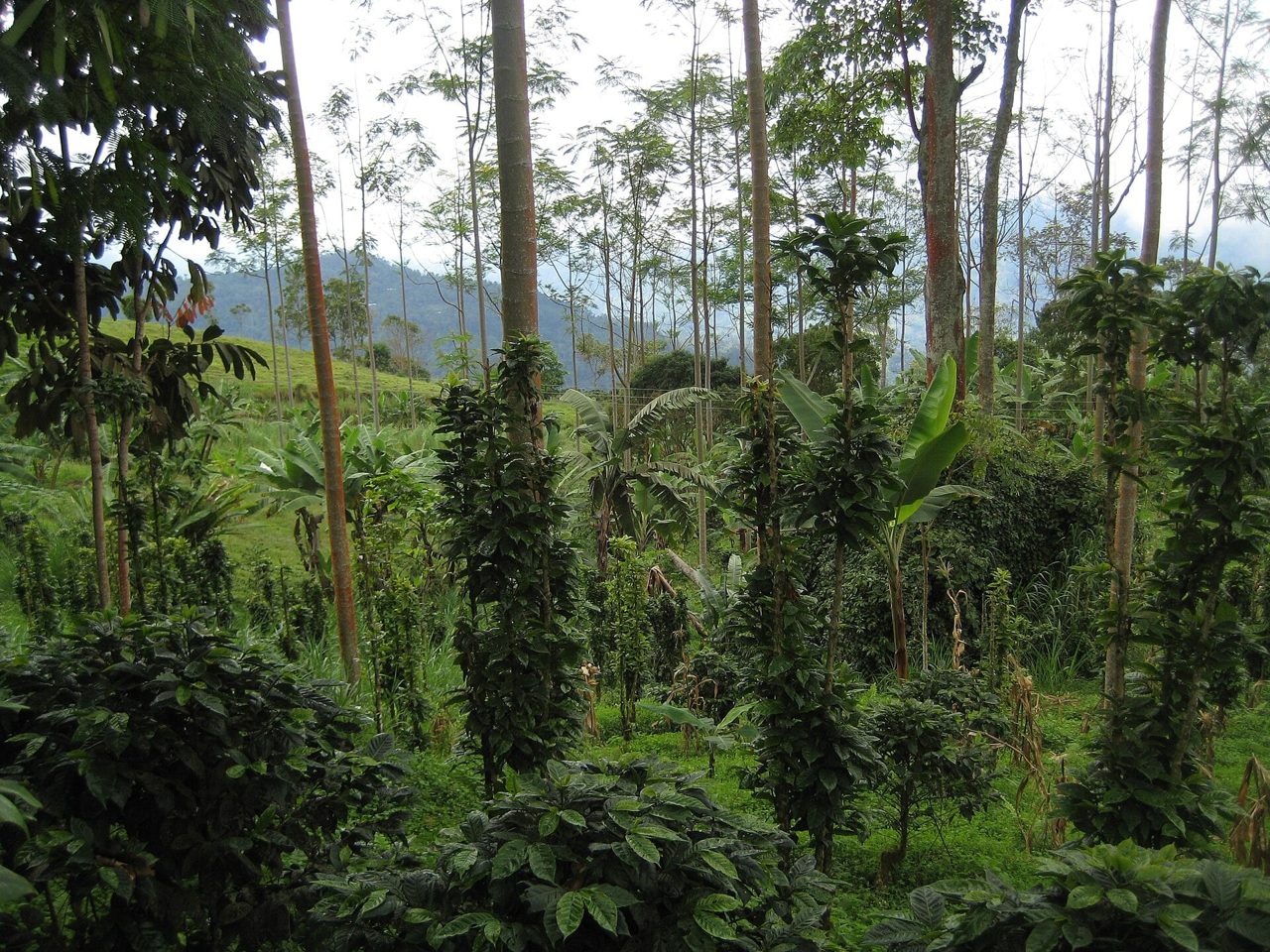 Diana Uribe Coffee Talk Hits Panama City on August 6