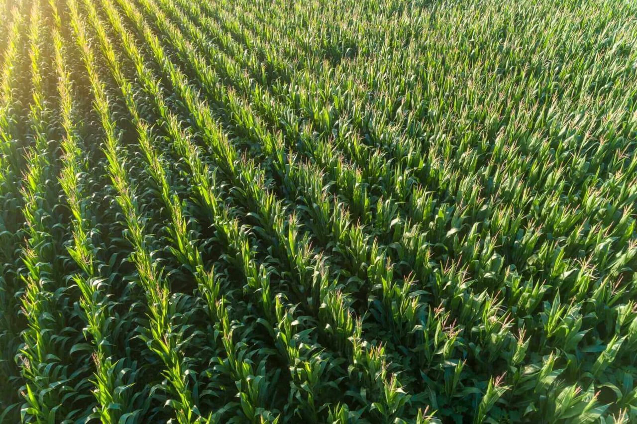 Corn Market Fading Wednesday Gains at Midday