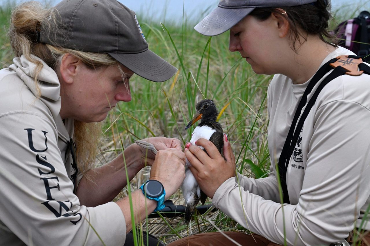 The rare 'great conservation success story' is happening off New England as $10 million over 10 years brings back the quirky oystercatcher bird