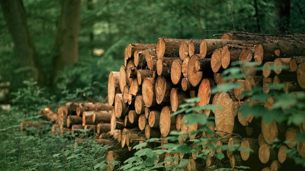UK deforestation laws will create regulatory tension with China over packaging
