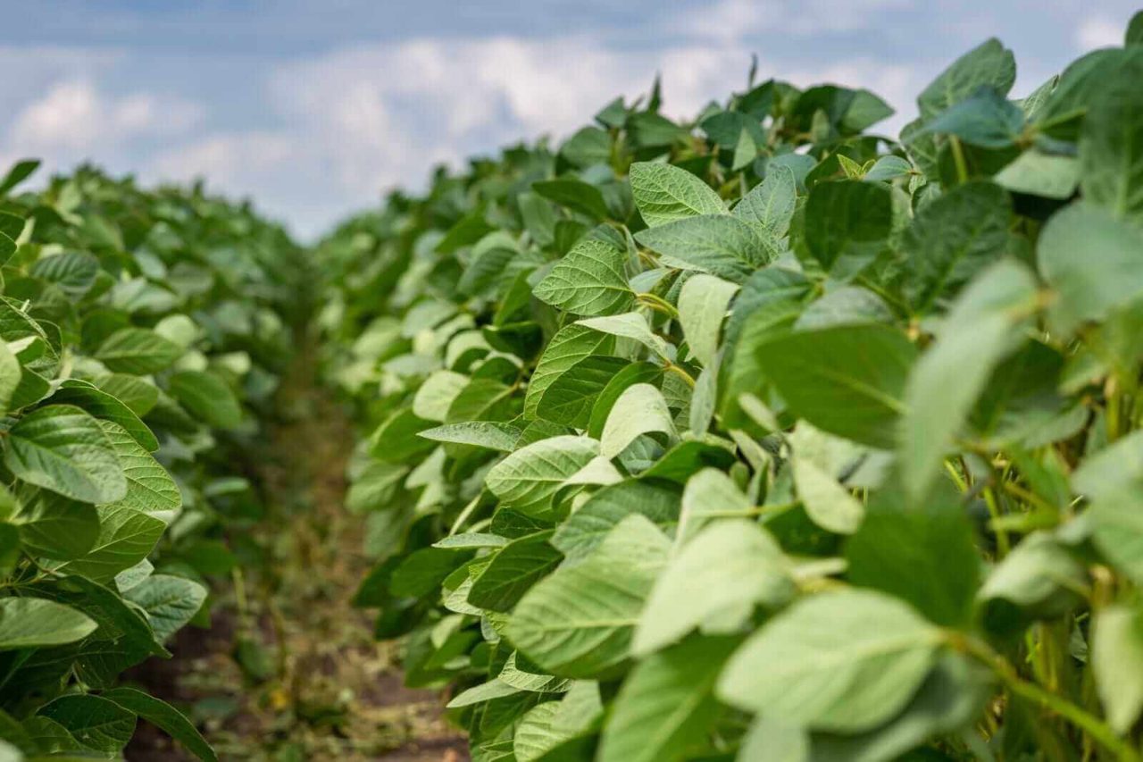 Soybeans Slipping on Tuesday Morning