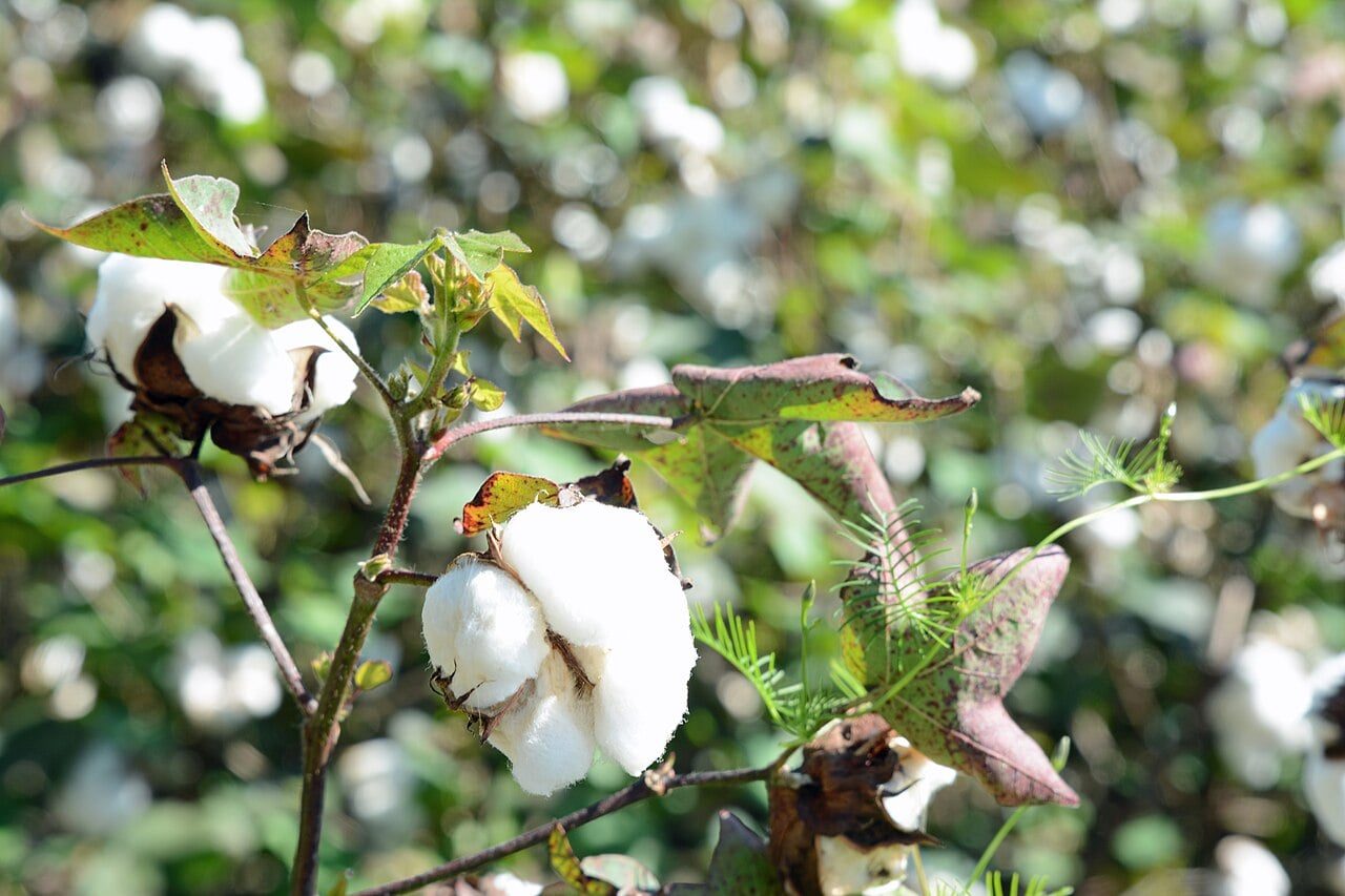 CFA Franc Zone Cotton Output Drops for Second Straight Season in 2025/2026