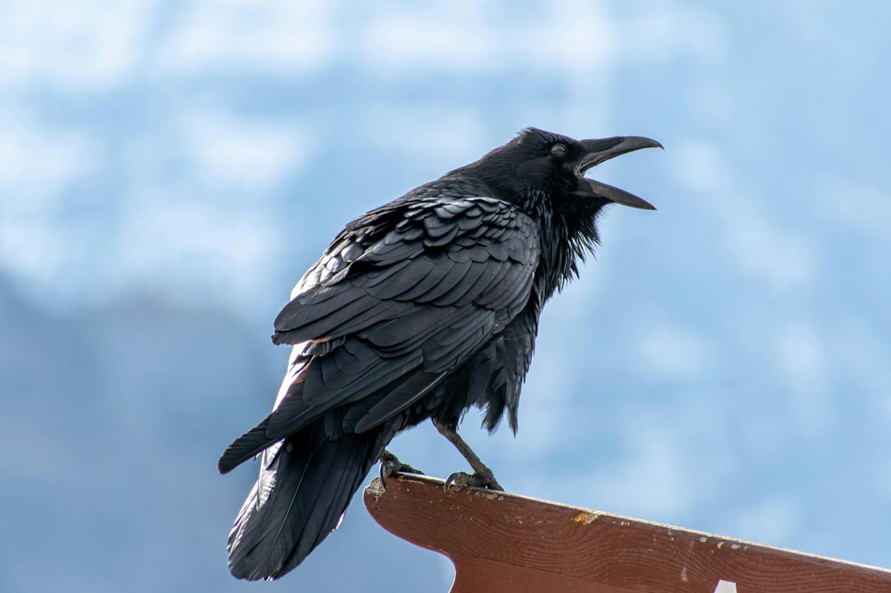 Ravencoin, a blockchain built from Bitcoin’s code, could roll back four days of transactions