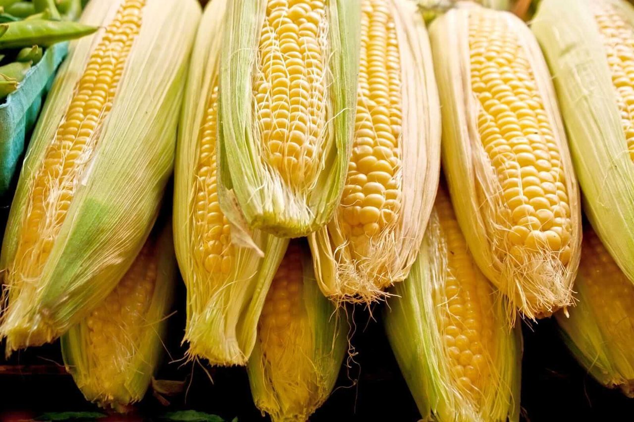 Corn Holding onto Wednesday Gains