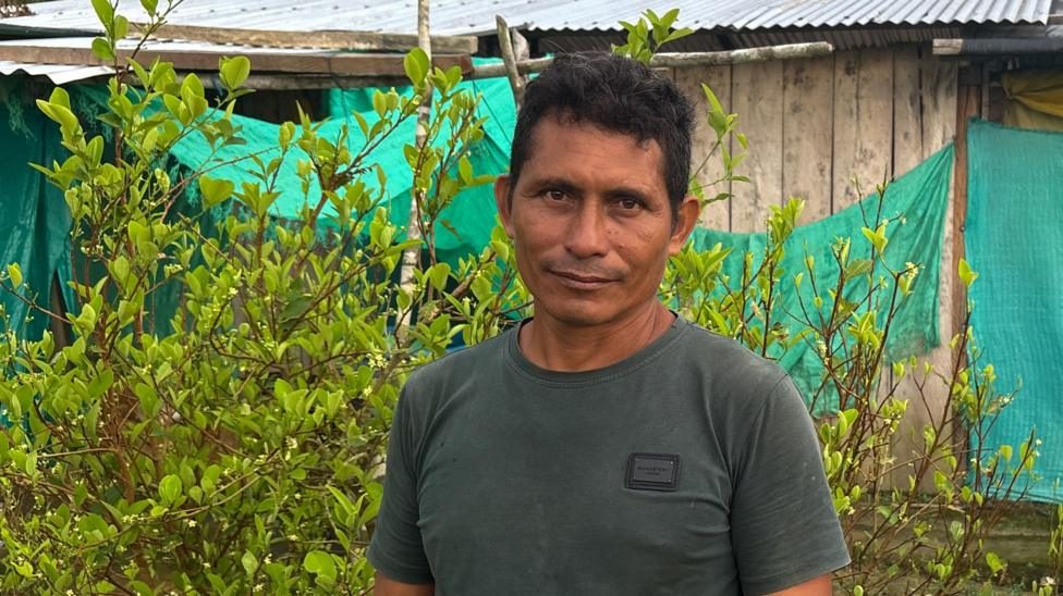 Record coca cultivation prompts Colombia to rethink substitution