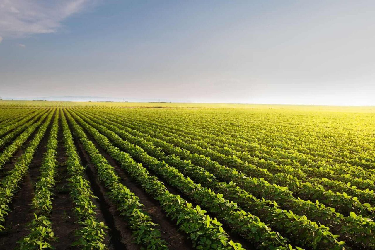 Soybeans Slip Lower on Tuesday