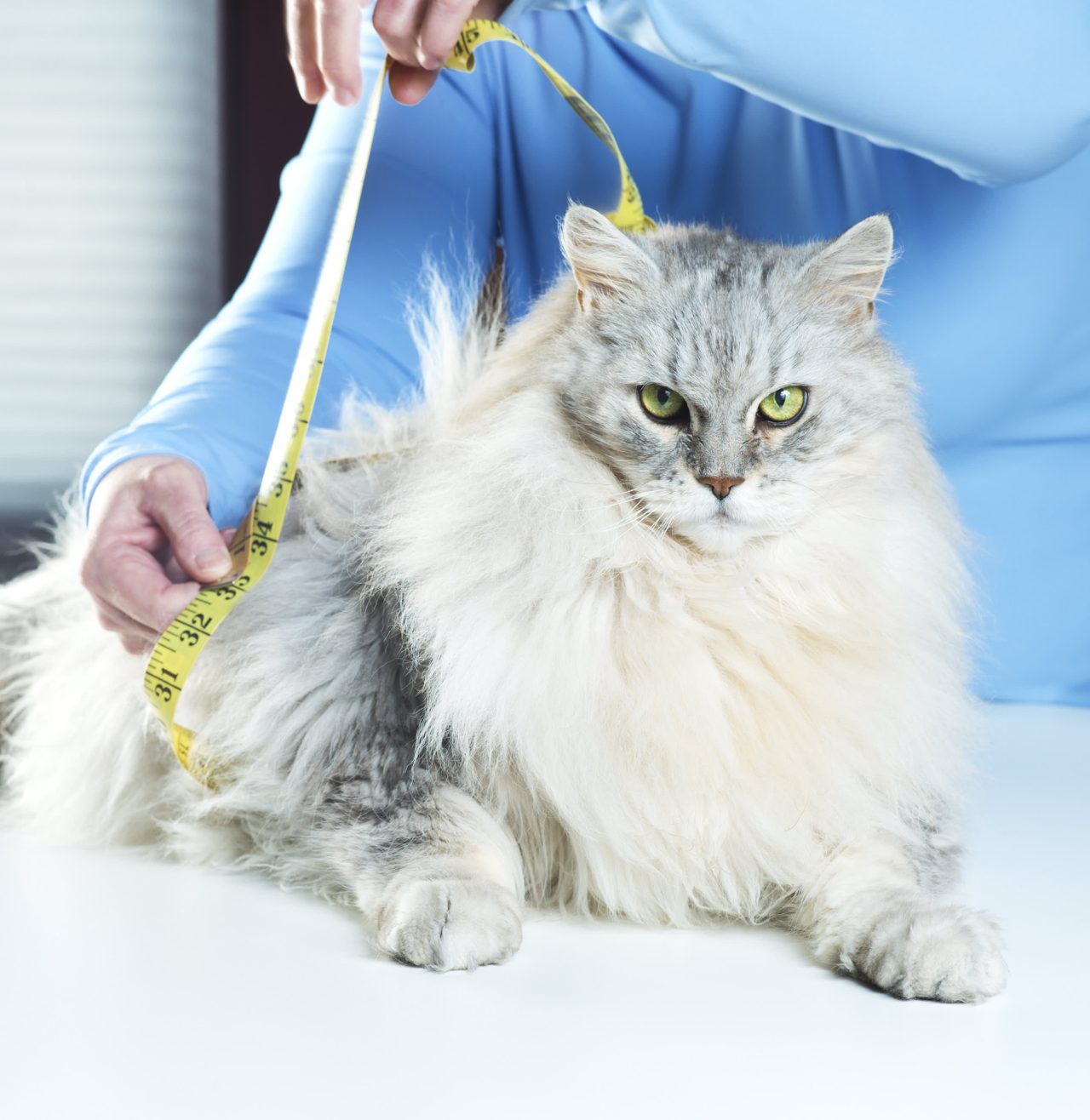 Fat cat? Weight-loss drugs may be coming for your overweight pet
