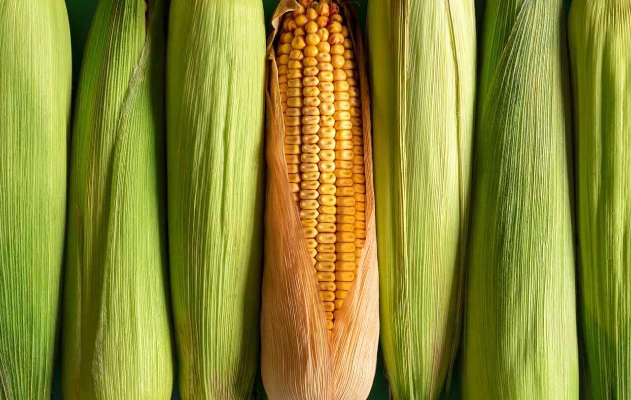Bulls Are Back in Charge of Corn Prices as a New Rally Forms