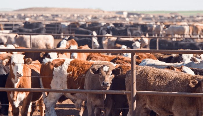 FG mulls six ranches to quash farmers/ herders clashes