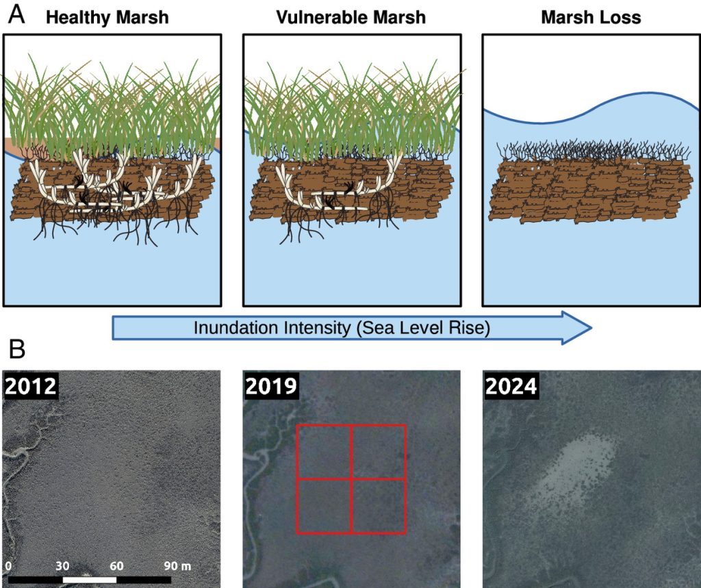 Coffee Break: HIV Therapy, HPV Vaccine, Data Centers, Ecological Collapse, and Wendell Berry