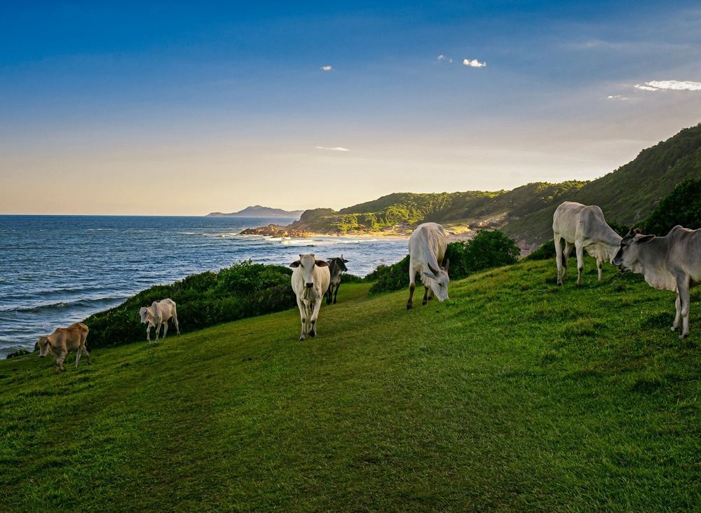 Brazil Drops Off the EU’s Approved Meat List